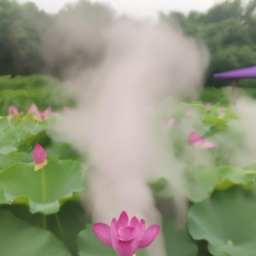 荷花烟细烟价格表(荷花烟细烟价格表)