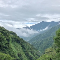 阿里山全部香烟(阿里山香烟：探索盛开在云端的烟草玫瑰园)